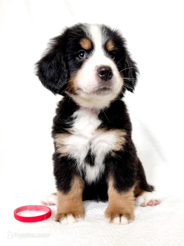 Scarlette – Bernese Mountain Dog puppy for sale in Warsaw, NY
