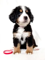 Scarlette, a female Bernese Mountain Dog for sale in Warsaw, NY – 1 of 4