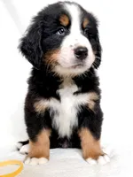Yukon, a male Bernese Mountain Dog for sale in Warsaw, NY – 4 of 5