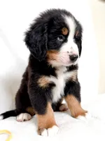 Yukon, a male Bernese Mountain Dog for sale in Warsaw, NY – 5 of 5
