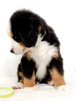 Lenny, a male Bernese Mountain Dog for sale in Warsaw, NY – 3 of 10