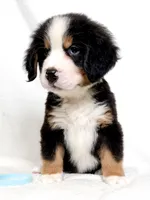 Bunson, a male Bernese Mountain Dog for sale in Warsaw, NY – 4 of 4