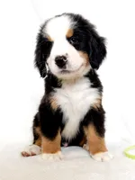 Lenny, a male Bernese Mountain Dog for sale in Warsaw, NY – 8 of 10