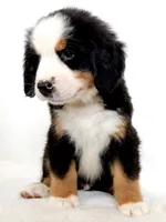 Lenny, a male Bernese Mountain Dog for sale in Warsaw, NY – 7 of 10