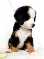 Lenny, a male Bernese Mountain Dog for sale in Warsaw, NY – 2 of 10