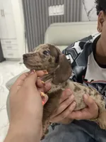 roxie, a female Miniature Dachshund for sale in Kissimmee, FL – 2 of 4