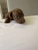 Chocolate , a female Miniature Dachshund for sale in Kissimmee, FL – 7 of 10