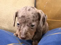 Amora , a female Miniature Dachshund for sale in Kissimmee, FL – 6 of 9