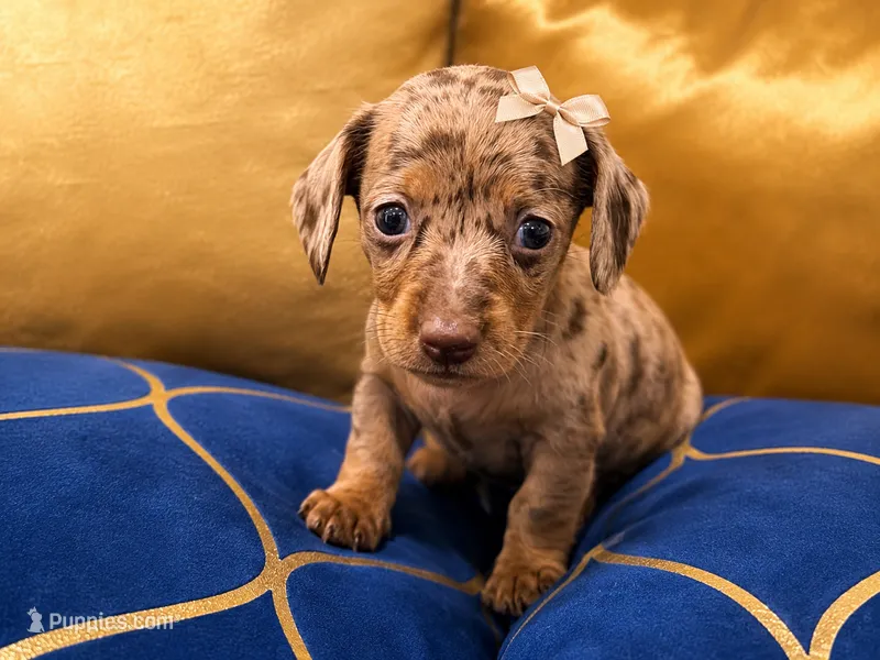 Amora  – Miniature Dachshund puppy for sale in Kissimmee, FL