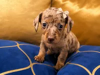 Amora , a female Miniature Dachshund for sale in Kissimmee, FL – 1 of 9