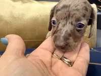 Amora , a female Miniature Dachshund for sale in Kissimmee, FL – 3 of 9