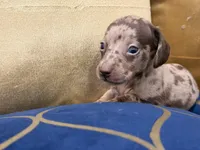 Cacau , a female Miniature Dachshund for sale in Kissimmee, FL – 7 of 9