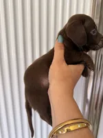 Coco , a female Miniature Dachshund for sale in Kissimmee, FL – 7 of 10