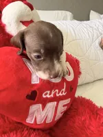 Aurora , a female Miniature Dachshund for sale in Kissimmee, FL – 5 of 10
