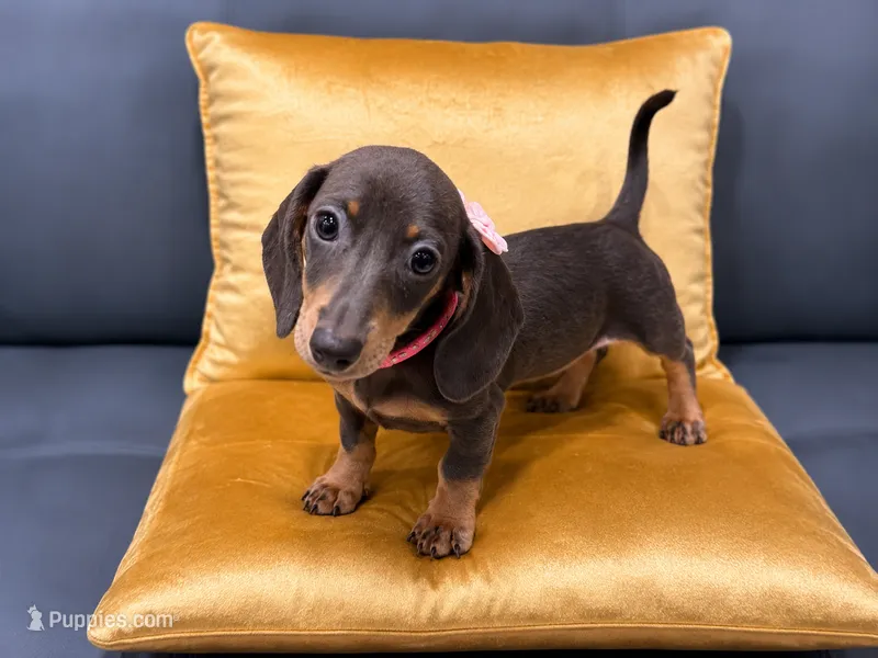 Maya  – Miniature Dachshund puppy for sale in Kissimmee, FL