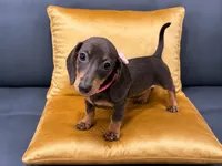 Maya , a female Miniature Dachshund for sale in Kissimmee, FL – 1 of 6