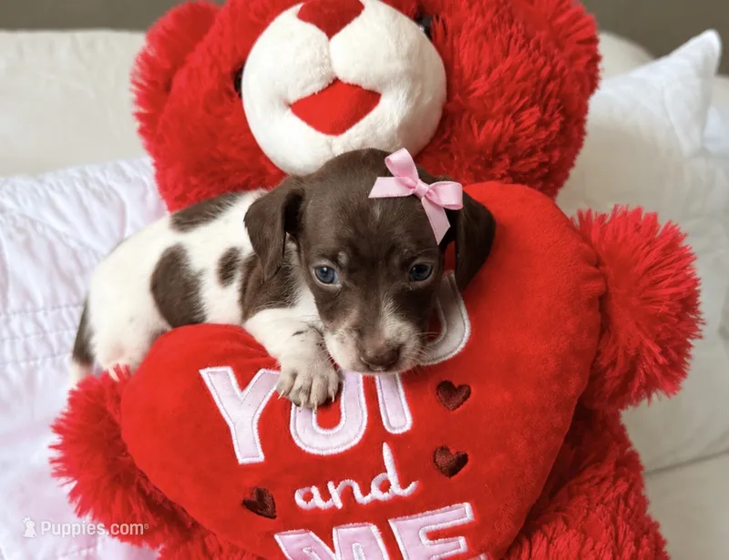 Aurora  – Miniature Dachshund puppy for sale in Kissimmee, FL