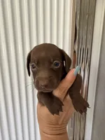 Coco , a female Miniature Dachshund for sale in Kissimmee, FL – 10 of 10