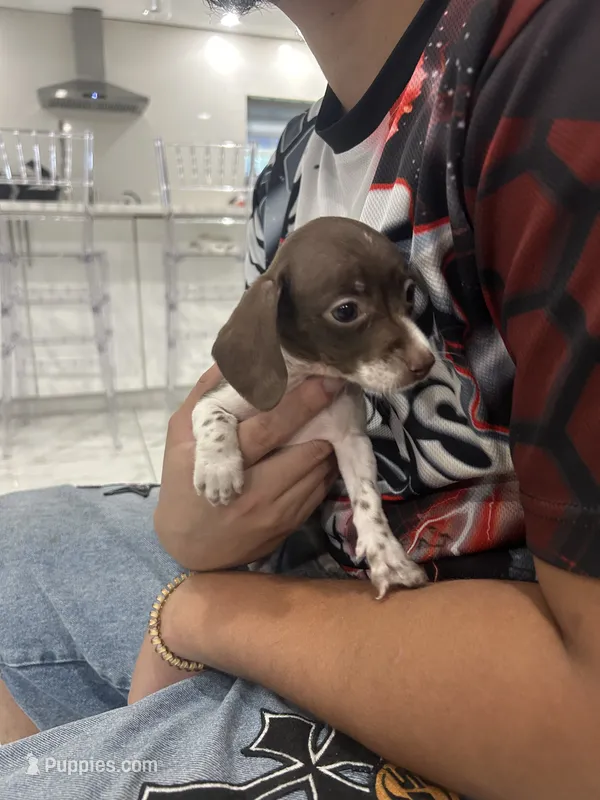 pumpkin  – Miniature Dachshund puppy for sale in Kissimmee, FL
