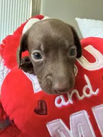 Coco , a female Miniature Dachshund for sale in Kissimmee, FL – 1 of 10