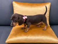 Maya , a female Miniature Dachshund for sale in Kissimmee, FL – 4 of 6