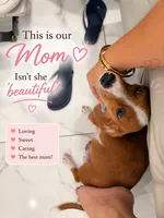 Maya , a female Miniature Dachshund for sale in Kissimmee, FL – 3 of 6