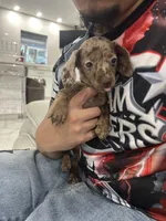 brownie, a female Miniature Dachshund for sale in Kissimmee, FL – 3 of 6