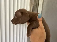 Teddy , a male Miniature Dachshund for sale in Kissimmee, FL – 9 of 9