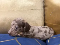 Cacau , a female Miniature Dachshund for sale in Kissimmee, FL – 9 of 9