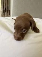 Chocolate , a female Miniature Dachshund for sale in Kissimmee, FL – 10 of 10