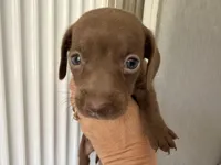 Chocolate , a female Miniature Dachshund for sale in Kissimmee, FL – 2 of 10