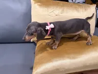 Maya , a female Miniature Dachshund for sale in Kissimmee, FL – 5 of 6