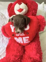 Aurora , a female Miniature Dachshund for sale in Kissimmee, FL – 10 of 10