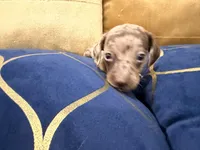 Cacau , a female Miniature Dachshund for sale in Kissimmee, FL – 5 of 9