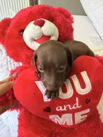 Coco , a female Miniature Dachshund for sale in Kissimmee, FL – 4 of 10