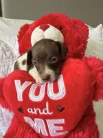 Aurora , a female Miniature Dachshund for sale in Kissimmee, FL – 6 of 10