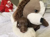 Coco , a female Miniature Dachshund for sale in Kissimmee, FL – 2 of 10