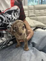 roxie, a female Miniature Dachshund for sale in Kissimmee, FL – 4 of 4