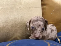 Cacau , a female Miniature Dachshund for sale in Kissimmee, FL – 8 of 9