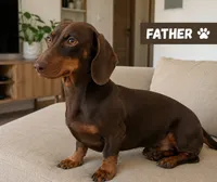Maya , a female Miniature Dachshund for sale in Kissimmee, FL – 6 of 6