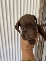 Coco , a female Miniature Dachshund for sale in Kissimmee, FL – 9 of 10