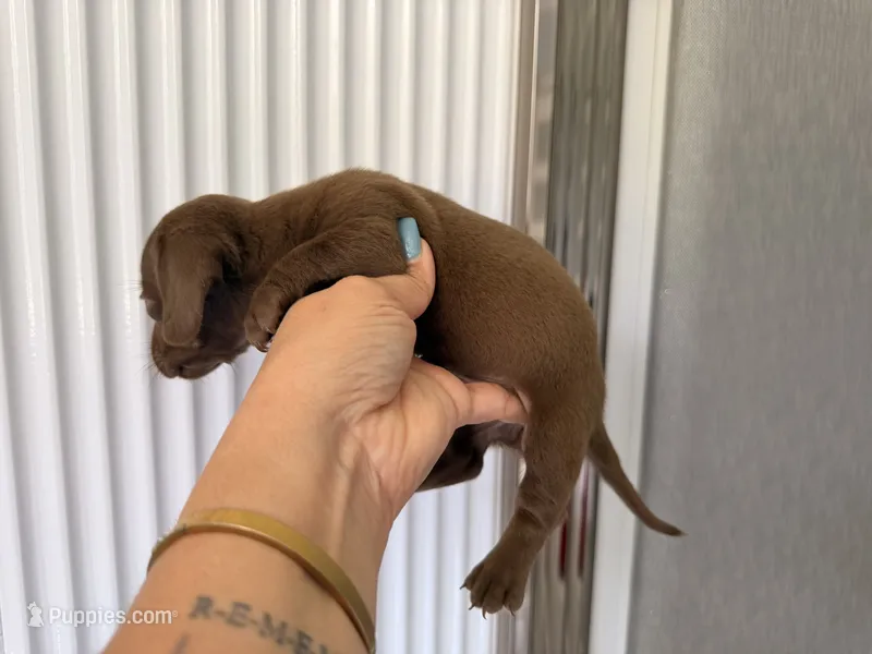 Chocolate  – Miniature Dachshund puppy for sale in Kissimmee, FL