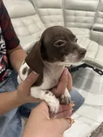 pumpkin , a female Miniature Dachshund for sale in Kissimmee, FL – 3 of 3
