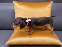 Maya , a female Miniature Dachshund for sale in Kissimmee, FL – 2 of 6