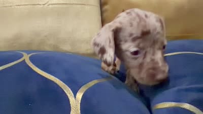 Amora , a female Miniature Dachshund for sale in Kissimmee, FL – 9 of 9