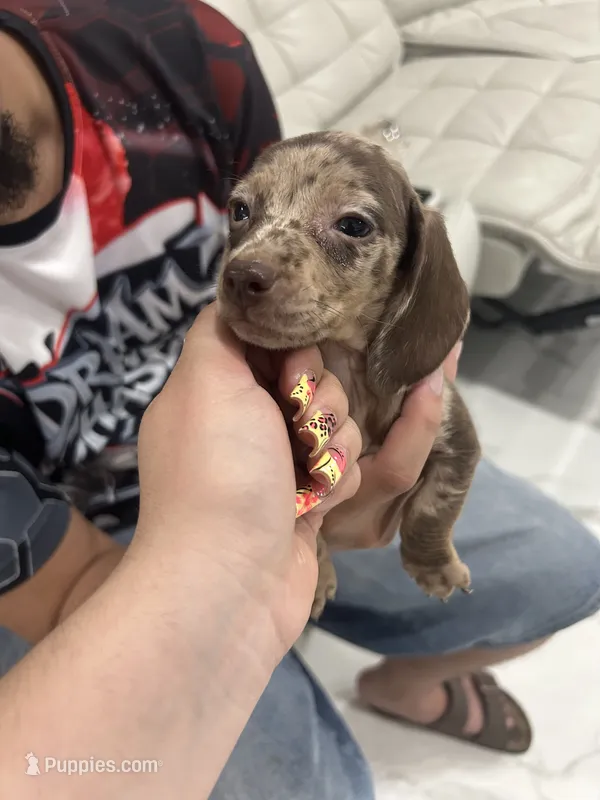roxie – Miniature Dachshund puppy for sale in Kissimmee, FL