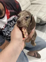 roxie, a female Miniature Dachshund for sale in Kissimmee, FL – 1 of 4