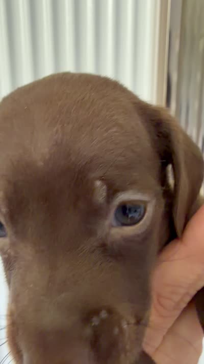 Coco , a female Miniature Dachshund for sale in Kissimmee, FL – 8 of 10