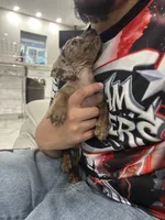 brownie, a female Miniature Dachshund for sale in Kissimmee, FL – 2 of 6