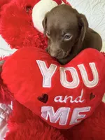 Coco , a female Miniature Dachshund for sale in Kissimmee, FL – 5 of 10